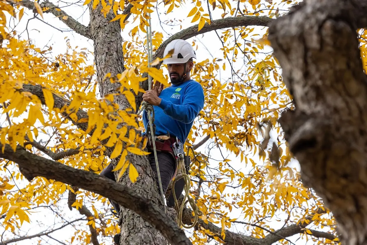 Skilled Tree Pruning crew working in Washington